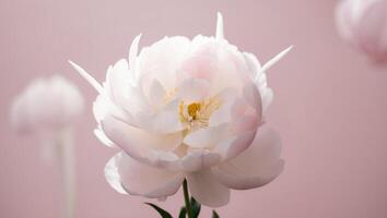 A white peony flower is in front of a pink background photo