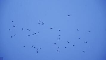 Crows In Flight. Flock of birds in the evening. video