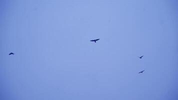 Flock of birds flying against gray clouds. Crows In Flight video