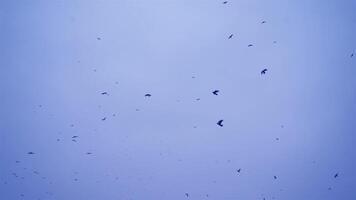 Crows In Flight. Flock of birds in the evening. video