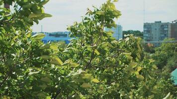 Branches swaying in the wind video