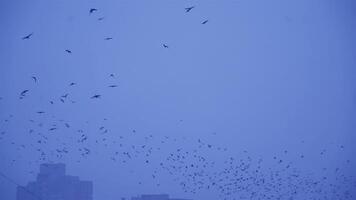 Crows In Flight. Flock of birds in the evening. video