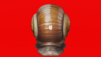 A shell with a red background photo