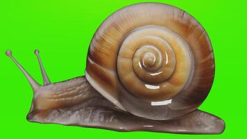 A snail on a green background photo