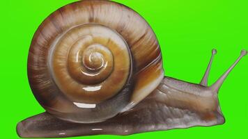 A snail on a green background photo