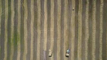 Tractor Collecting Straw Bales. Huge tractor collecting haystack in the field at nice blue sunny day video