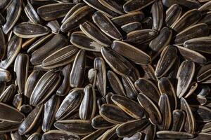 Non Salty Roasted Sunflower Seeds in Shell. A Culinary Canvas of Sunflower Kernels, Creating a Lively and Textured Background for Gourmet Cooking. Scattered Sun Flower Seeds - Top View, Flat Lay photo