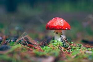 Amanita Muscaria, Known as the Fly Agaric or Fly Amanita. Healing and Medicinal Mushroom with Red Cap Growing in Forest. Can Be Used for Micro Dosing, Spiritual Practices and Shaman Rituals photo