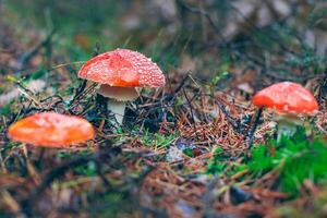 Amanita Muscaria, Known as the Fly Agaric or Fly Amanita. Healing and Medicinal Mushroom with Red Cap Growing in Forest. Can Be Used for Micro Dosing, Spiritual Practices and Shaman Rituals photo