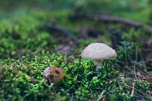 Amanita Pantherina, Known as the Panther Cap, False Blusher and Panther Amanita. Healing and Medicinal Mushroom Growing in Forest. Can Be Used for Micro Dosing, Spiritual Practices and Shaman Rituals photo