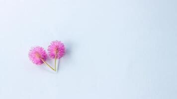Purple flowers are isolated on a white background. photo