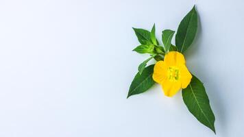 Flowers composition. Pattern made of yellow flowers and eucalyptus leaves on white background. Flat lay, top view, copy space photo