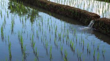 Natural scenery of Indonesian rice fields. terracing. View of rice fields and hills on a sunny day. photo