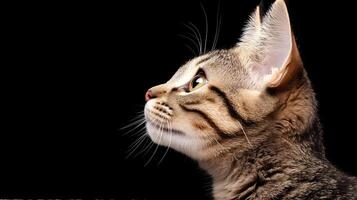 close up profile of cat with striking features against black background, showcasing its curious expression and detailed fur. image captures essence of feline grace and beauty photo