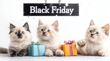 Three adorable kittens with blue eyes sit beside colorful gift boxes, celebrating Black Friday with festive spirit. Their playful expressions add joy to holiday season photo