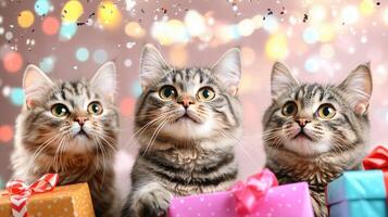 Three adorable cats with striking fur patterns are curiously gazing at colorful presents, surrounded by festive atmosphere filled with sparkling lights. Their expressions convey excitement and photo