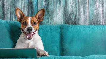 Happy dog sitting on teal couch, looking at laptop with excitement. playful expression and cozy setting create warm atmosphere photo