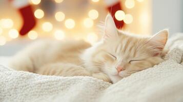 peaceful orange tabby cat sleeping on cozy blanket, surrounded by soft lights, creating warm and serene atmosphere photo
