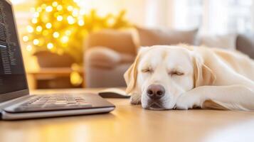 peaceful dog sleeping beside laptop on wooden table, with cozy background featuring soft lighting and Christmas tree. scene evokes warm, serene atmosphere photo