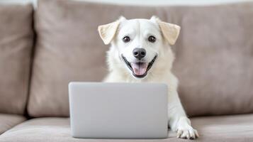 happy dog sitting on couch with laptop, showcasing playful and friendly demeanor. This adorable pet seems engaged and curious about screen photo