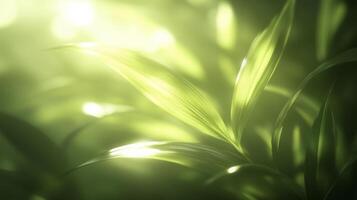 Lush green leaves glisten softly in warm light, creating serene and tranquil atmosphere. gentle play of light enhances vibrant hues of nature, inviting sense of peace photo