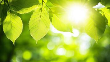 Bright green leaves basking in sunlight create serene and refreshing atmosphere, showcasing beauty of nature and vibrancy of life photo