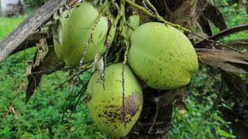 Fresh green coconuts hang from the tree. photo