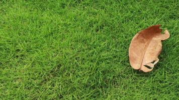 In the fall, dry fallen leaves on green grass. Autumn background. photo