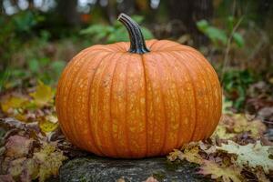 A Single Orange Pumpkin Resting on a Rock Amidst Autumn Leaves photo