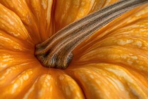 Close-up of a Pumpkin's Stem and Wrinkled Skin photo