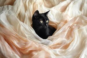Black Cat Partially Hidden in Peach and White Sheer Fabric photo