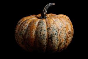A Single Speckled Pumpkin with a Curved Stem photo