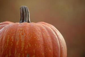 Close-up of a Dew-Covered Orange Pumpkin photo
