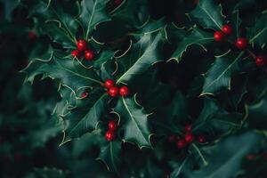 Close-up of Holly Bush with Red Berries photo
