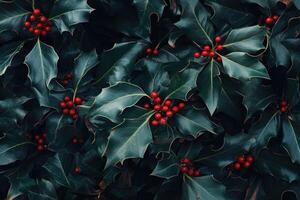 Lush Green Holly Leaves with Clusters of Red Berries photo