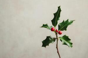 Sprig of Holly with Red Berries Against a White Background photo