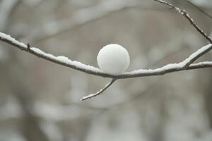 A Single Snowball Resting on a Snowy Branch photo