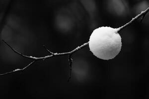 A Single Snowball Hanging From A Bare Branch photo