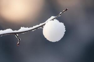 A Snowball Hanging from a Branch in Winter photo