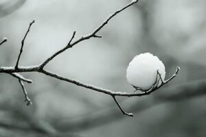 A Snowy Ball Perched on a Bare Branch photo