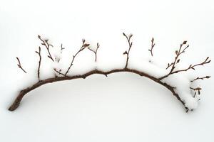 A Branch with Buds Partially Submerged in Snow photo