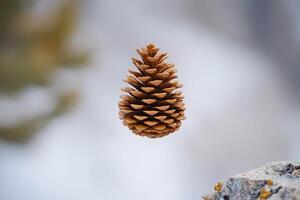 A Single Pine Cone Suspended in Mid-Air Over a Rocky Surface photo