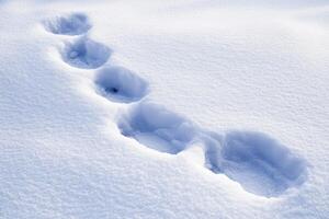 Footprints in Freshly Fallen Snow photo