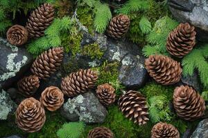 Pine Cones and Green Foliage on Rocks photo