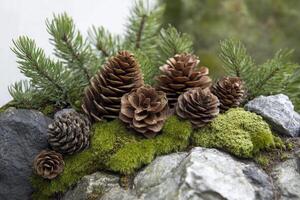 Pine Cones and Moss on Rocks photo