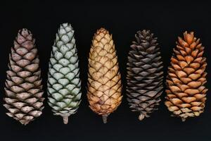 Five Pine Cones in Various Shades of Brown, Gray, and Yellow Against a Black Background photo