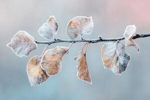 Frost-Covered Leaves on a Branch Against a Blurred Background photo