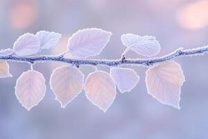 Frost-Covered Branch with Delicate Leaves photo