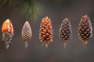 Four Pine Cones in Various Stages of Development photo