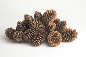 Collection of Brown Pine Cones on a White Background photo